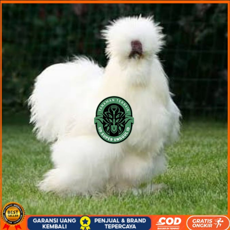 

TELUR AYAM HIAS SILKIE UNTUK DI TETASKAN UD_SUPER_UNGGUL_ID