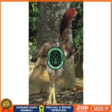 

TELUR AYAM KINGGOR / king GORILA SUPER UNTUK DI TETASKAN UD_SUPER_UNGGUL_ID