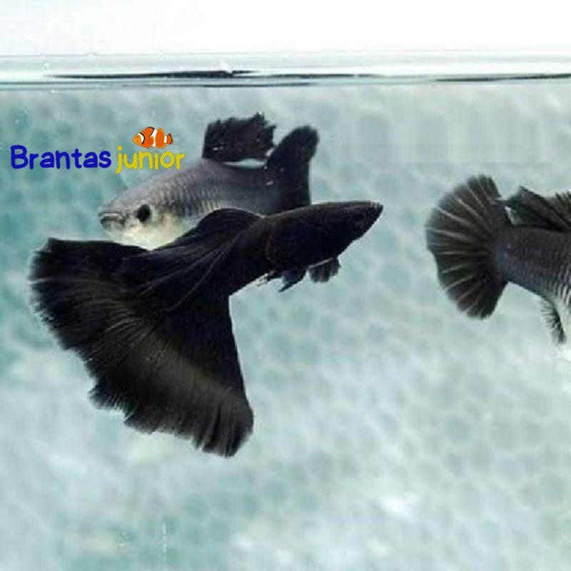 IIK hiasan aquarium ikan hias Guppy black Moscow sepasang josjis
