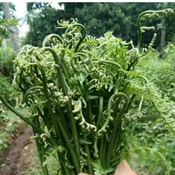 

daun pakis sayur segar 1kg