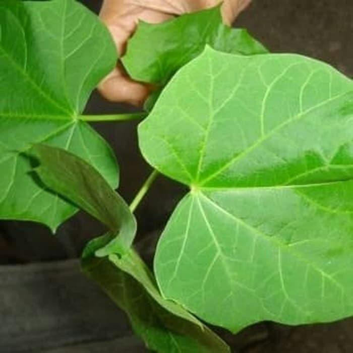 

daun jarak segar per 1 lembar