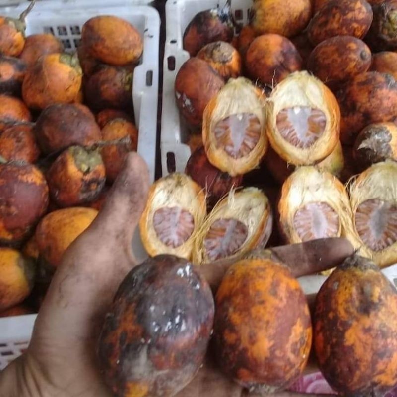 

MC-19 Cod buah pinang buah Jambe tua 1kg '