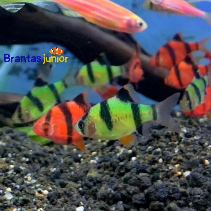 IKAN HIAS GLOWFISH SUMATRA TIGER PEMAKAN KUTU KOI  - IKAN HIAS AQUASCAPE AIR TAWAR OKE