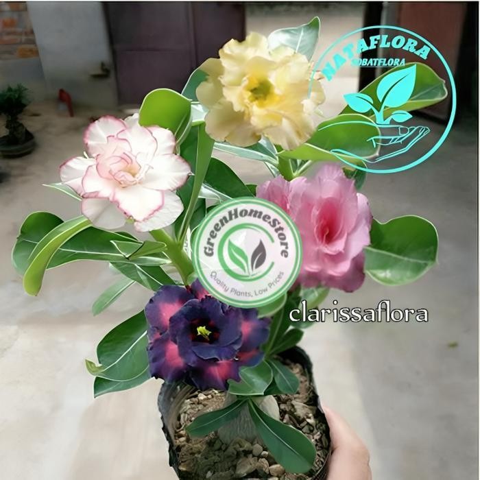 ADENIUM KAMBOJA JEPANG BUNGA TUMPUK//4 WARNA