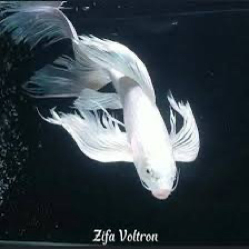 H hobi  koi platinum slayer size 25-30cm -  koi polos -  blitar