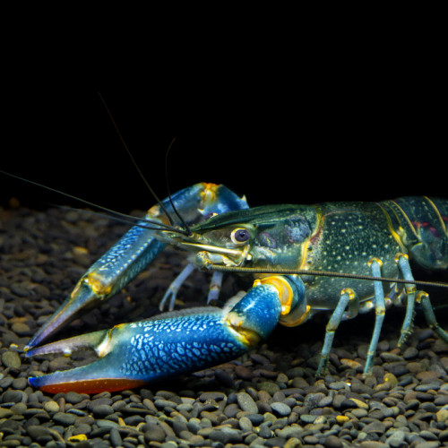 Hobi Lobster Air Tawar Indukan 4 Inch 1Set Isi 10 Ekor Hidup Lobster Siap Budidaya Jantan Dan Betina
