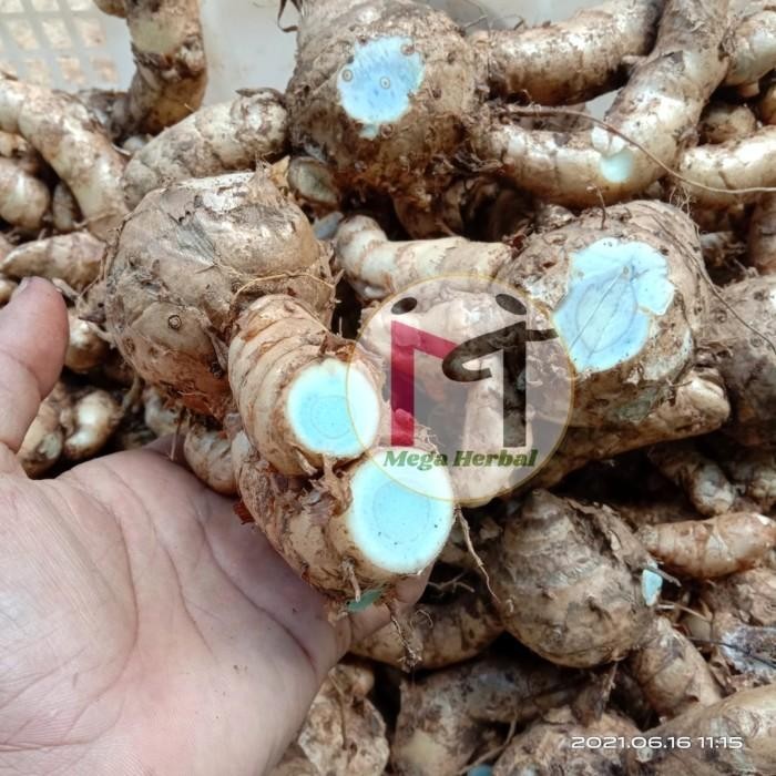 

Ready stok \NEW/ Temu Hitam Segar 1kg / Temu Ireng koneng Hideung Rina Erlina