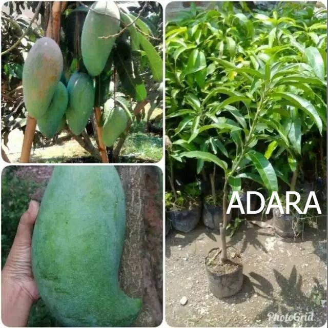 Bibit Mangga Mahatir / Tanaman mangga mahatir