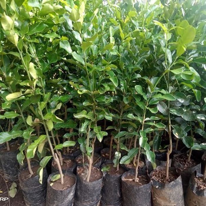 Bibit Jeruk Purut Tanaman Buah Jeruk Purut Daun Jeruk Purut Besar