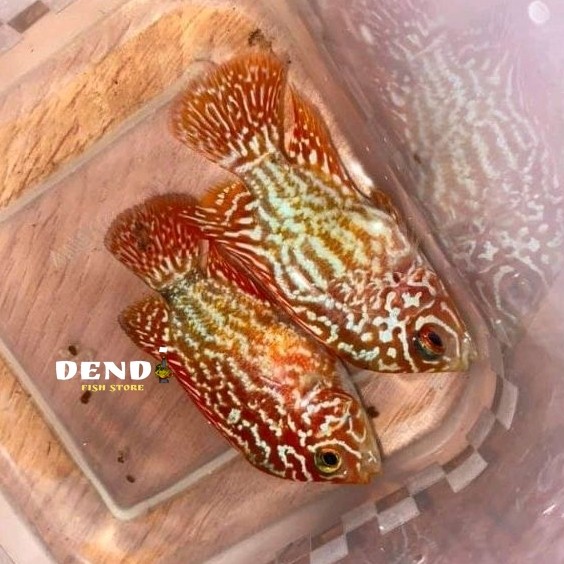 Burayak louhan Golden Base GB Kamfa 4-6 cm Mutasi Line Thailand Jenong