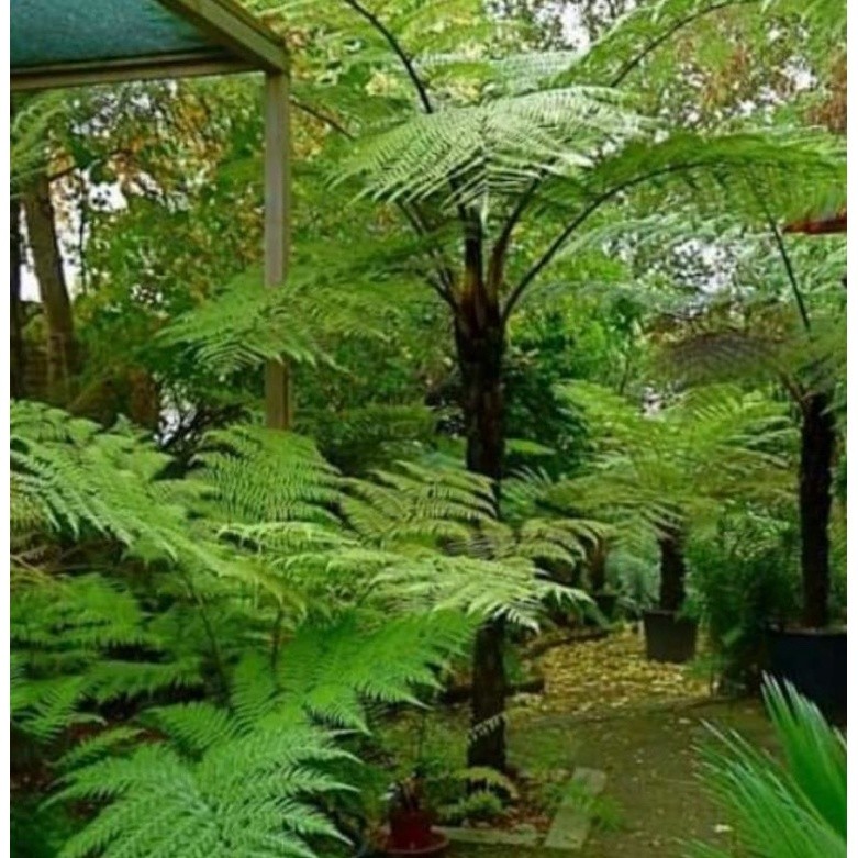 Tanaman Hias Pakis Monyet Jumbo / Pakis paku