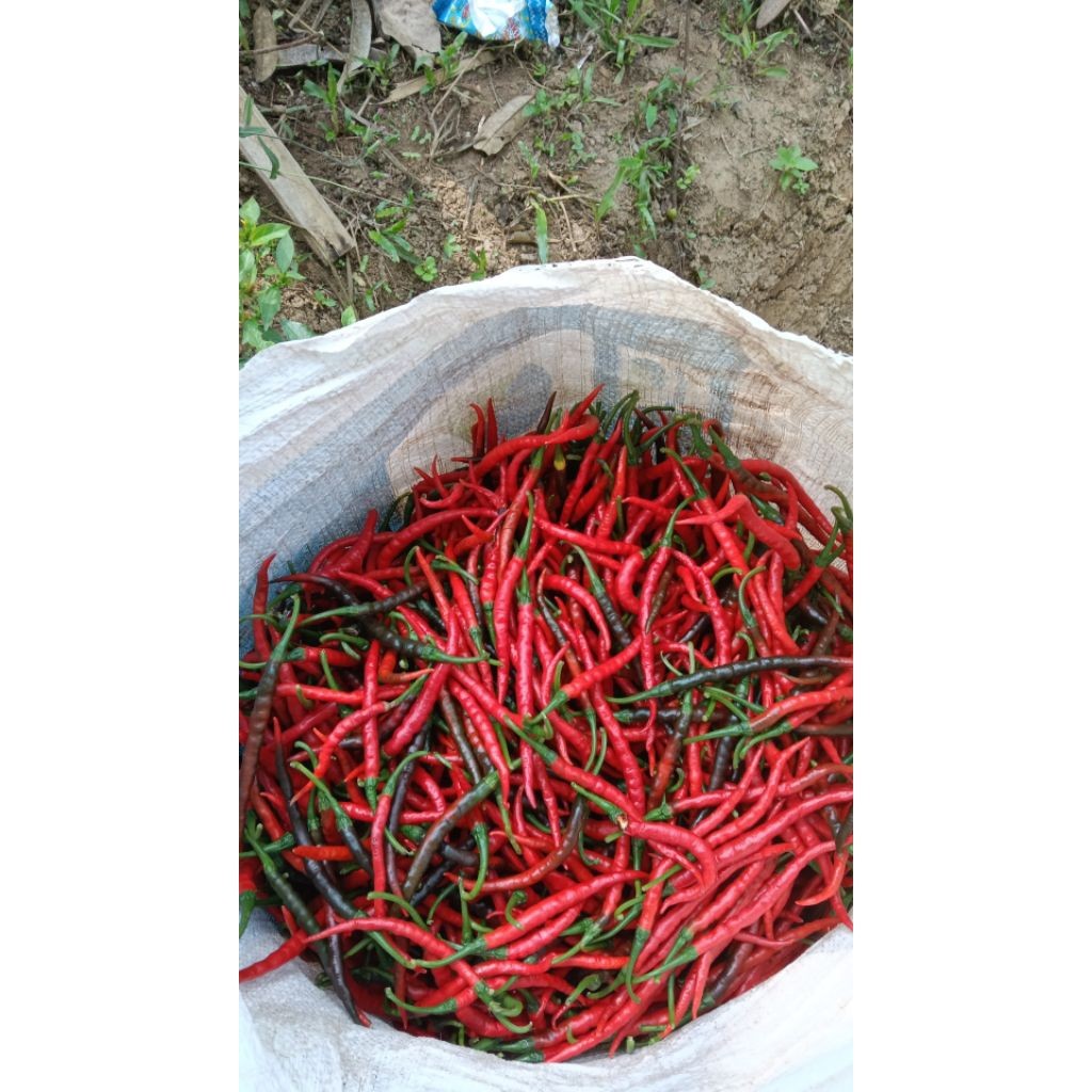 

Paket CABAI MERAH KRITING SEGAR 1 KG PEDAS HASIL PANEN DADAKAN