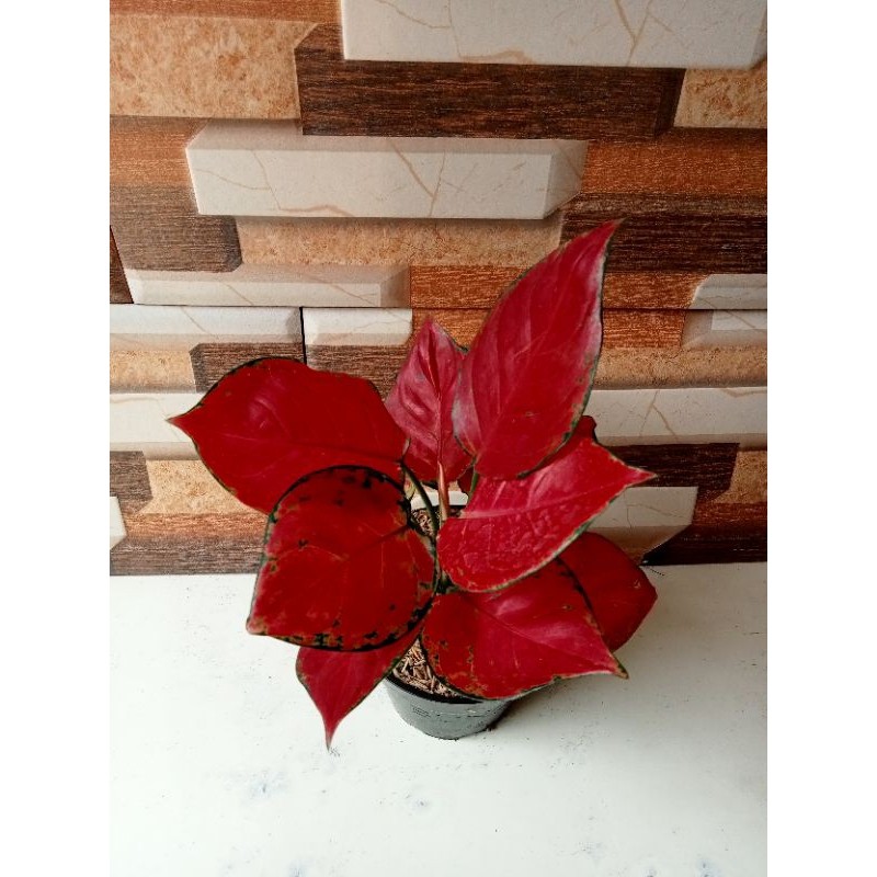 Tanaman aglonema super red anjamani lokal jumbo