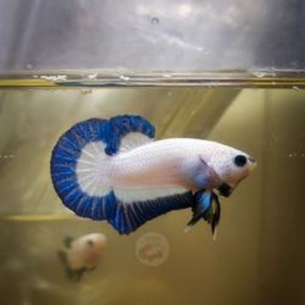 "SUPER", "PREMIUM" CUP4NG BLUE RIM JANTAN Bonus Pelet", "– Free Ongkir*", "– Gratis Packing Oksigen