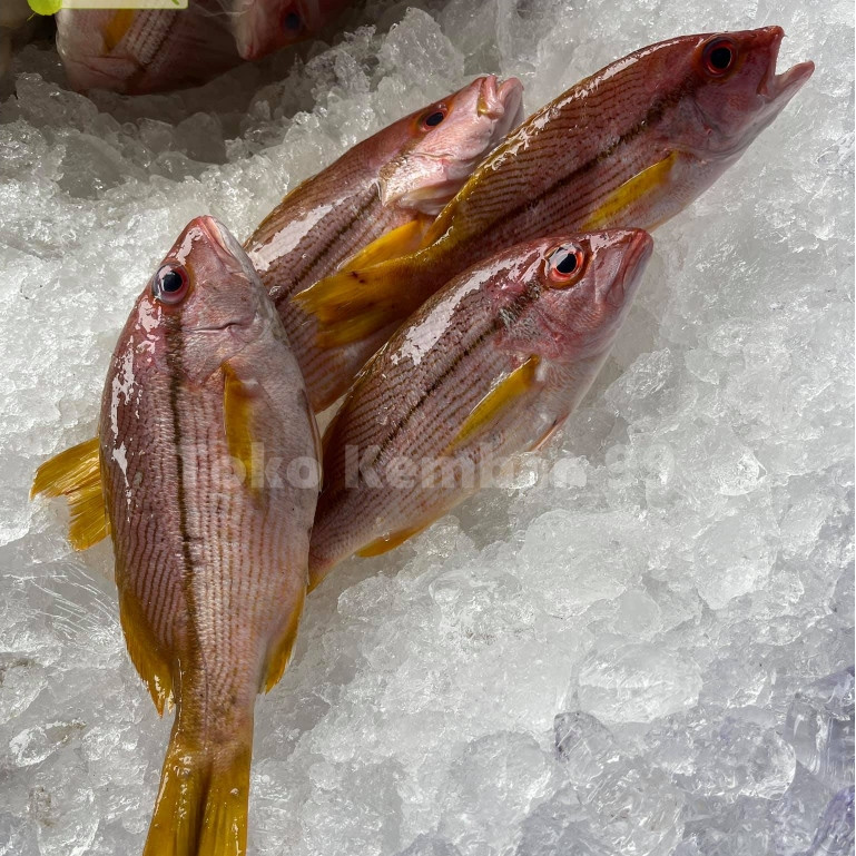 

Ikan Segar 1Kg Ikan Kuniran Segar Ikan Kuniran Utuh