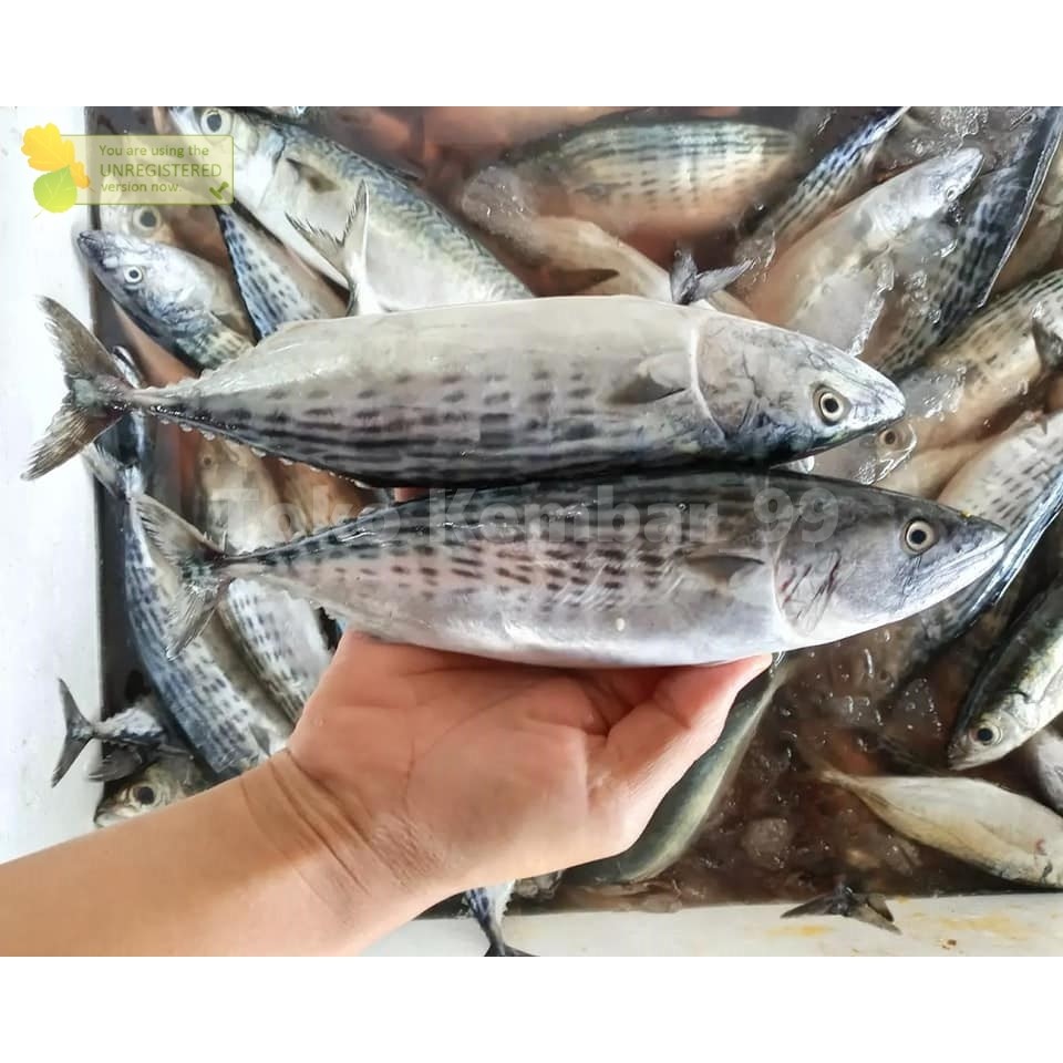 

Ikan Segar 1Kg Ikan Tongri Ikan Tongkol Tenggiri Utuh