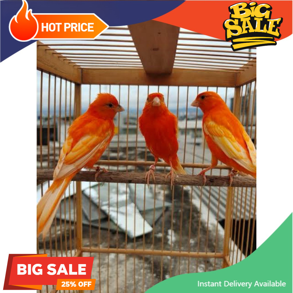 KENARI MERLOK BAHAN PILIHAN JANTAN WARNA BAGUS