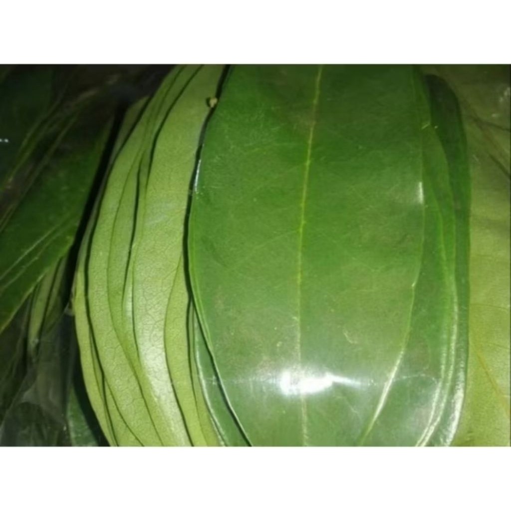 

Daun sirsat segar dari muria isi 30 lembar bagus untuk obat kanker dan penyakit lainnya