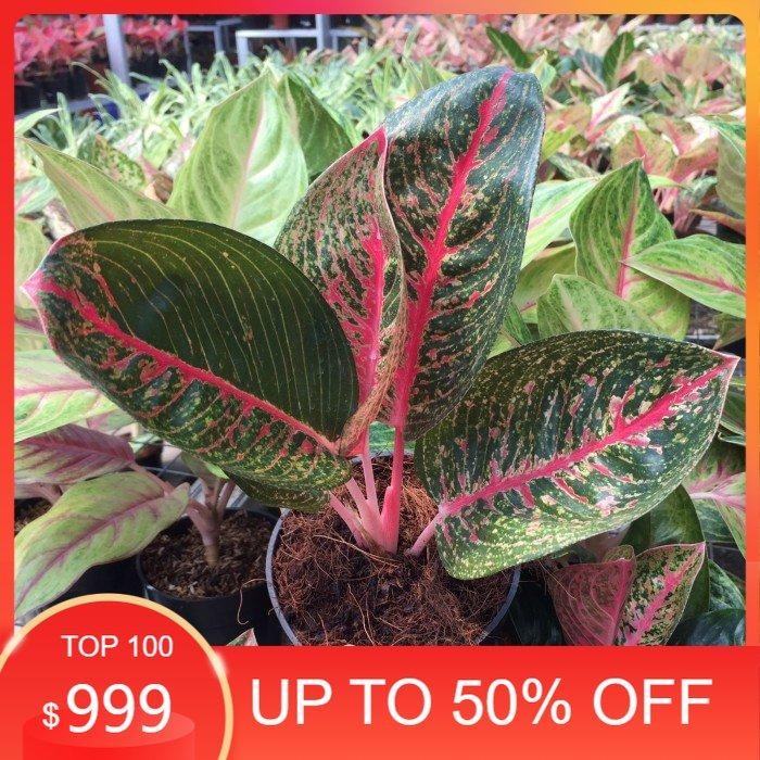 Aglonema Adelia / Tanaman Hias Koleksi - Aglo - Aglonema PROMO MURAH