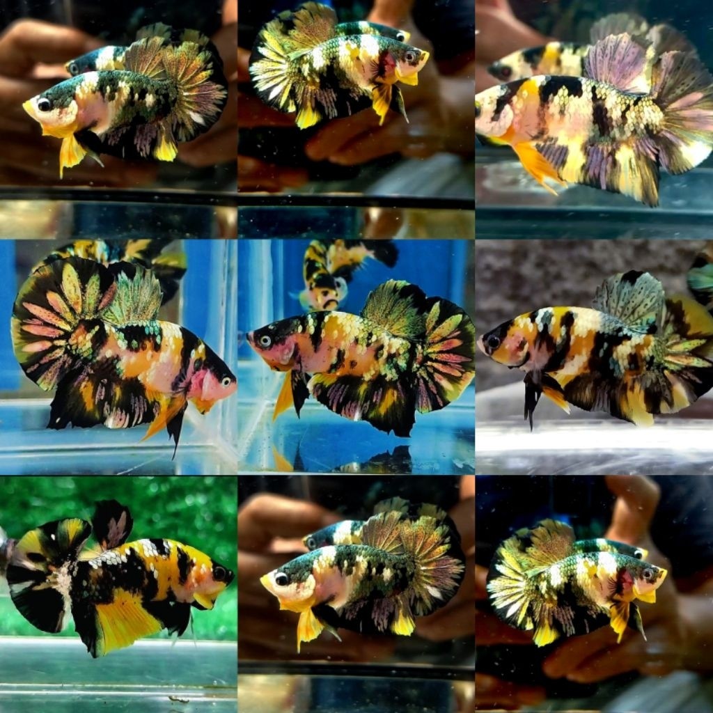 Cupang  sepasang yellow koi cooper  Siap brid