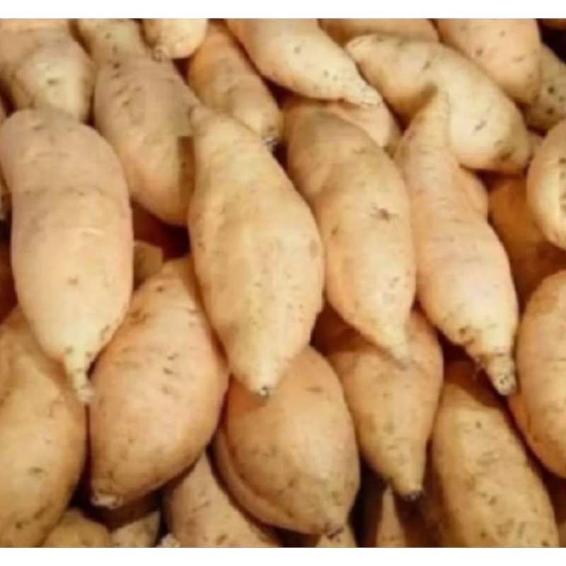 

ubi madu Cilembu ubi jalar mentah ukuran AB 1kg