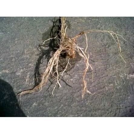 

READYSTOCK Akar Cepokak atau Takokak Segar 500 gram