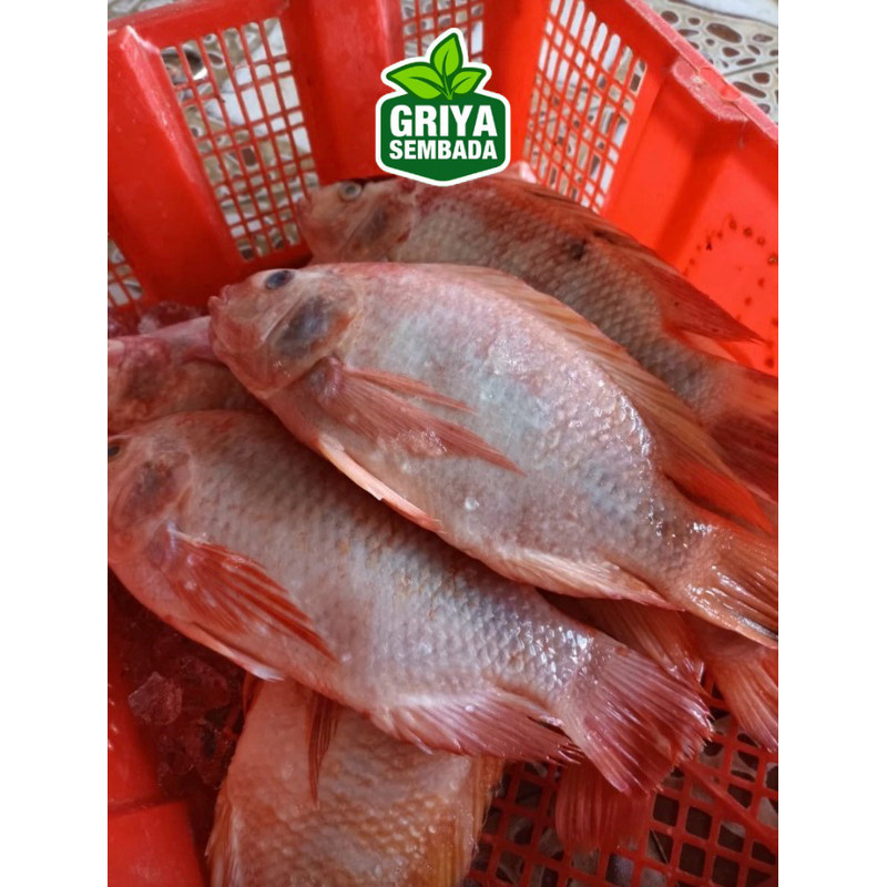 

Ikan Nila Segar 1KG Griya Sembada