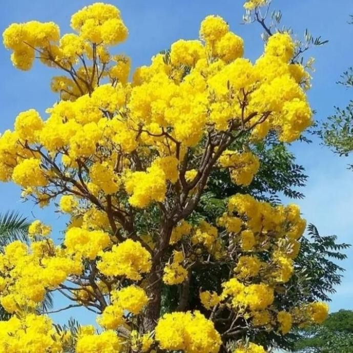 POHON TABEBUYA KUNING TINGGI 2 METER