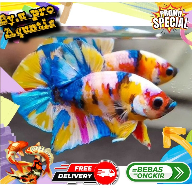 Perlengkapan aquarium Hiasan Akuarium Cupang Plakat Candy Multicolor