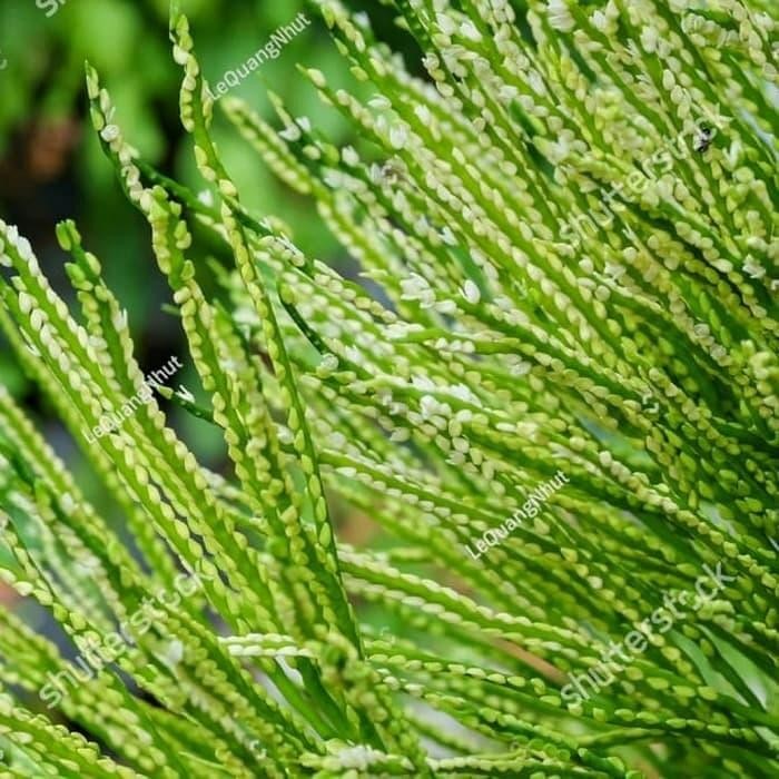 

ready bunga pinang segar 500 gram