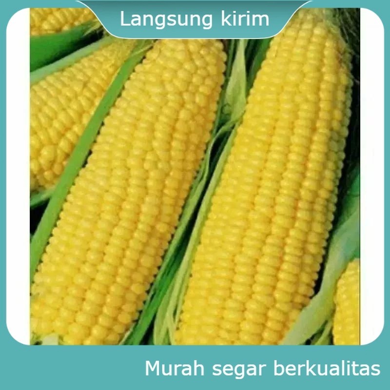 

JAGUNG LOKAL Sayur 500 GRAM Sayur Mayur Buah Buahan Bersih Fresh