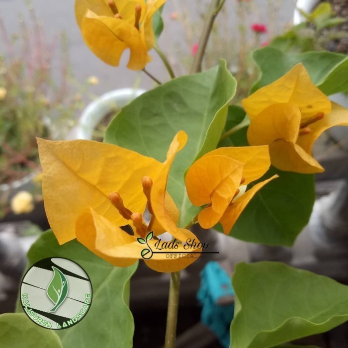Bibit bunga Bougenville Kembang kertas Bunga Kuning - Bunga Bugenvil