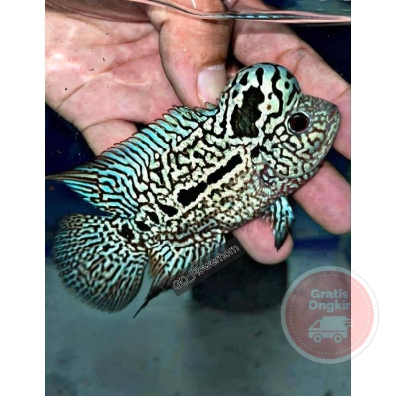 single Burayak Louhan Black Pearl Kamfa Thailand