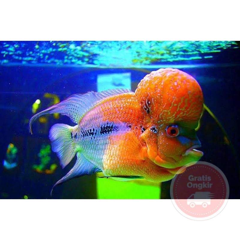 single Hiyasan aquarium burayak lohan Gbx SRD louhan golden base lohan