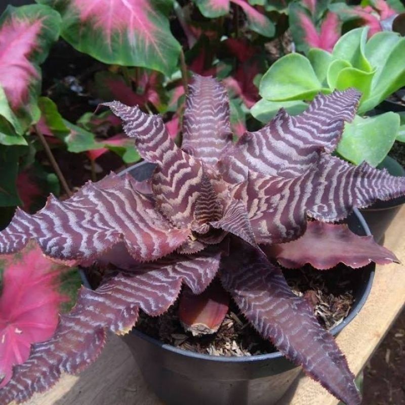 ( BISA COD ) Tanaman Hias Bromelia Tokek Cryptantus Tokek Tanaman Hidup Bromelya Criptantus Toke Bro