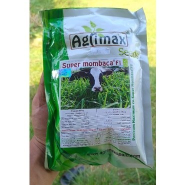 Benih Rumput Super Mombaca F1 asli 2 gram Rumput Hidup Premium Benih Rumput Mombaca