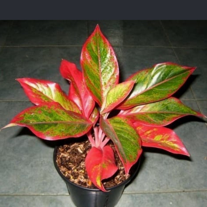 TANAMAN HIAS AGLONEMA LIPSTIK MERAH/AGLONEMA SIAM MERAH