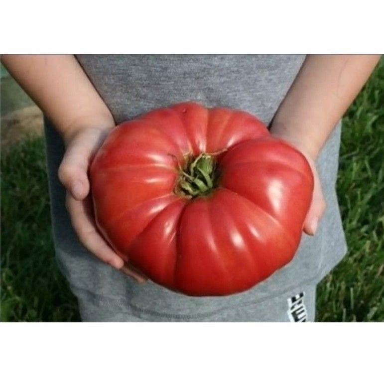 TOMAT JUMBO 3Pcs - Biji / Benih / bibit TOMAT GIANT / TOMAT RAKSASA -