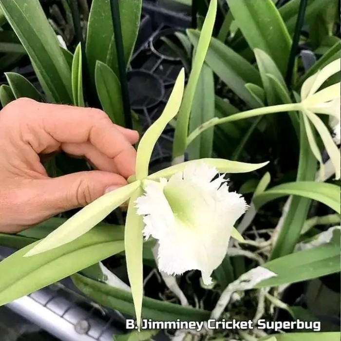 anggrek brassavola B.Jimminey cricket superbug