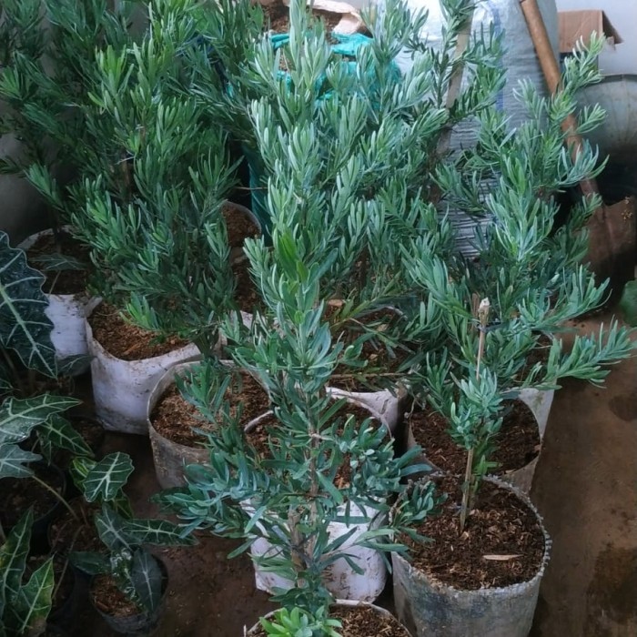 Tanaman Lohansung blue ice silver / Pohon Lohansung blue ice silver