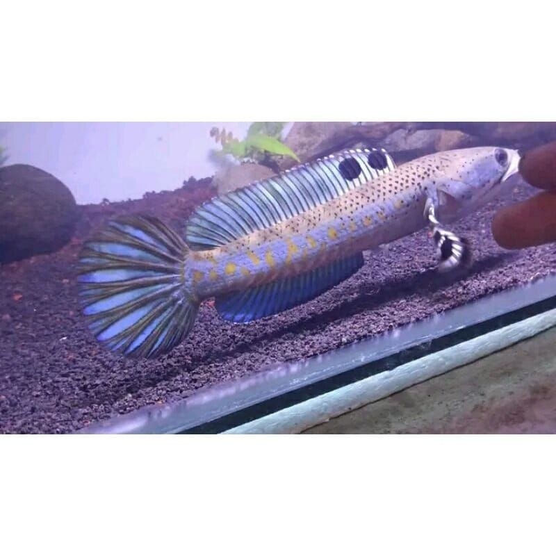 blue pulcra SINGLE TANK full dott yellow spot12-16cm KUALITAS KONTES