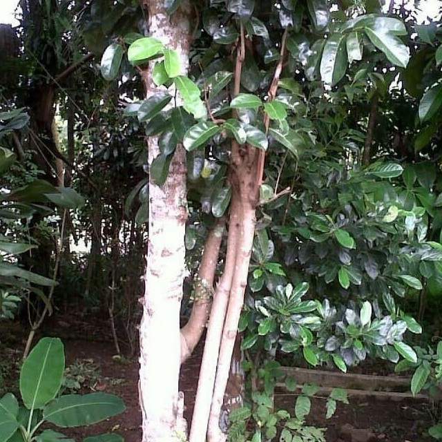 

Daun Sirsak gunung (Annona montana leaf) sirsak liar