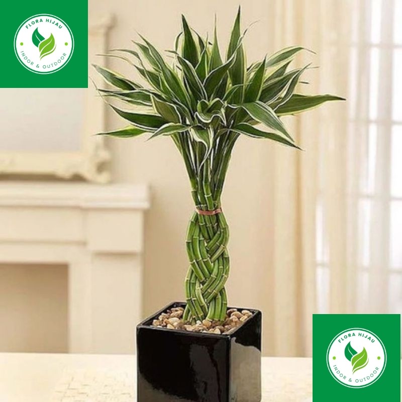 - ( BISA COD ) PROMO Tanaman Hias Bambu Hoki Sudah DiKepang Tanaman Hidup Kepang Bambu Hoki Pohon Ba