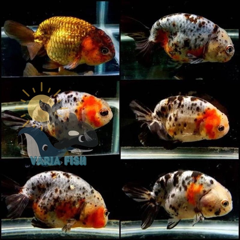 hiasan aquarium bigsale KOKI RANCHU SAPII TRICOLOUR