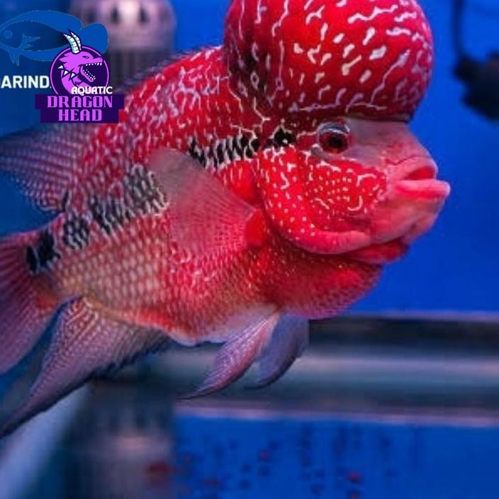 Hiasan aquascape ぎ Ikan louhan SRD x CENCU f2 baby lohan full mutiara ㄵ bergaransi