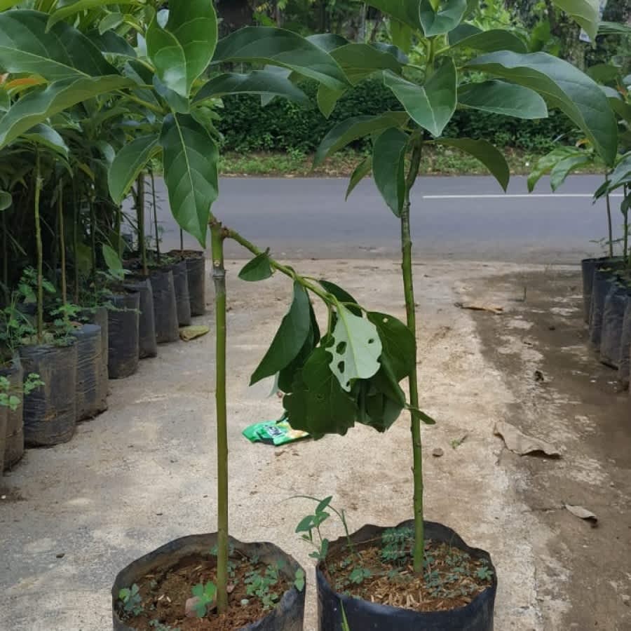 batu kerikil warna hitam agak putih