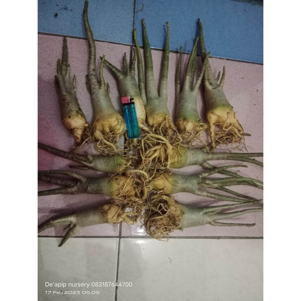 paket 5 bonus 1 pohon murah/adenium karakter/arabicum hibrid/Kamboja Jepang
