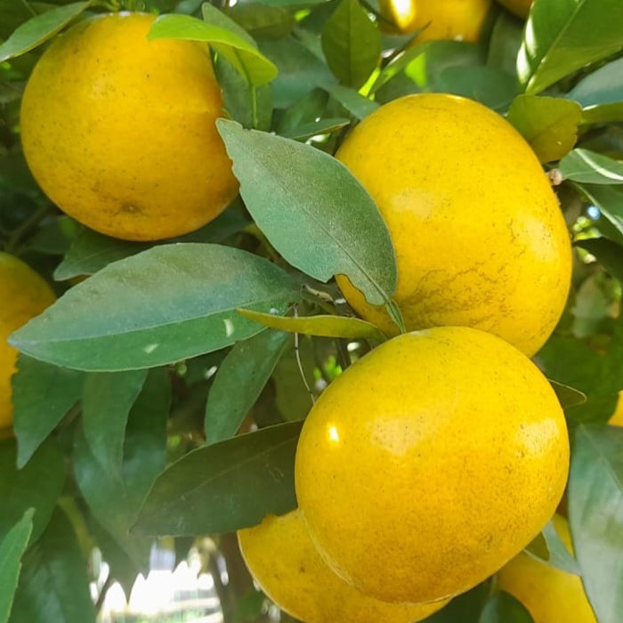 

Jeruk Gerga/RGL atau Jeruk Thailan Madu - Grade A Terbaik