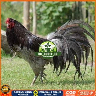 

Telur ayam black sumatera / telur ayam hias / telur fertil siap kirim UD_GOBIT_ID