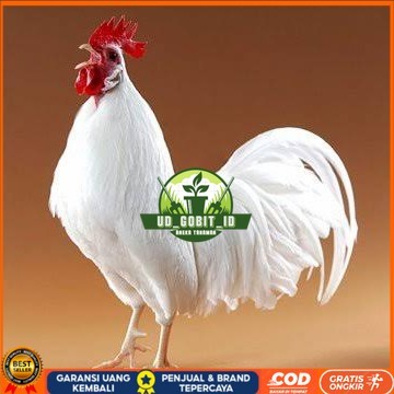 

Telur ayam leghorn white / telur ayam hias / telur fertil siap kirim UD_GOBIT_ID
